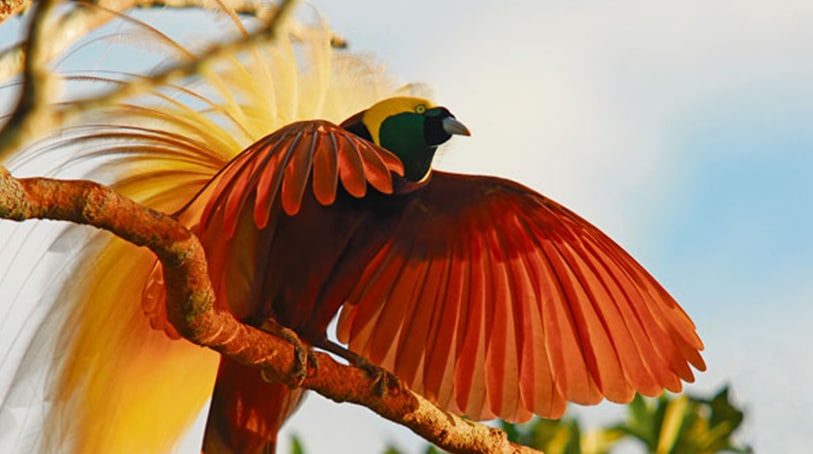 Parades Des Oiseaux De Paradis Paméla Ramos